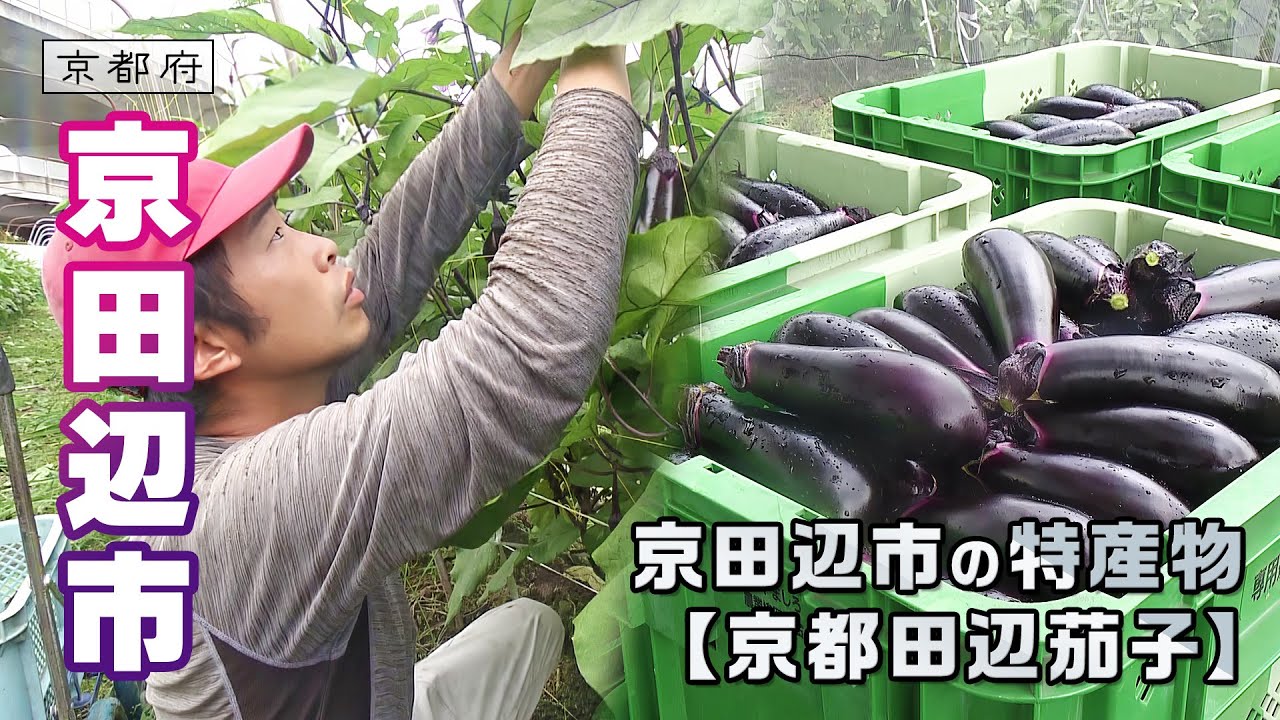 Kyoto Tanabe Eggplant: The Challenge of a 3rd Year Farmer 