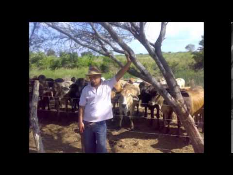 LA FLOR DEL TRABAJO - YouTube Music