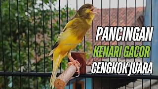 Burung Kenari Kenari Gacor Dor Pancingan Paling Ampuh Buat Kenari Macet Langsung Bunyi!!