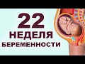 Что происходит с мамой и ребенком на 22 неделе беременности?