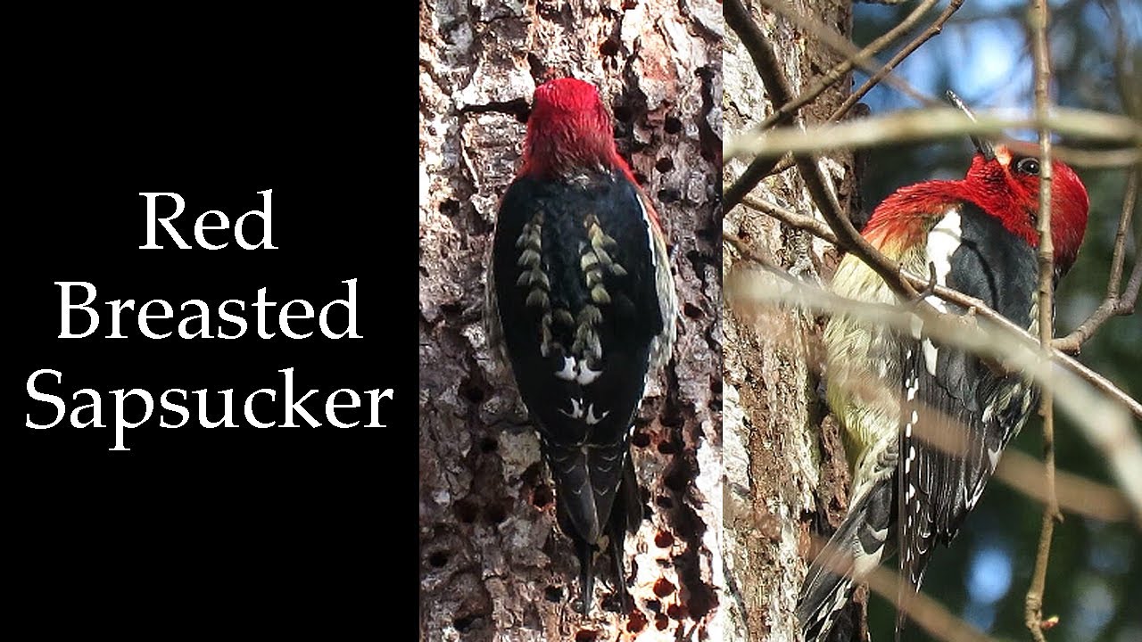 Red Breasted Sapsucker Feeding