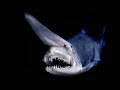 TOP 10 Strangest SHARK Species