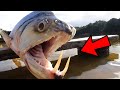 Animales con los dientes mas terribles del mundo