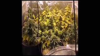 THE ADVANTAGES AND DISADVANTAGES OF AUTOFLOWER CANNABIS - DRAUTOFLOWERS OLD SCHOOL GUIDE