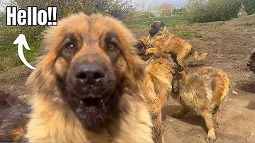 When you let all the Dogs out at once!!! - Leonberger Pack!