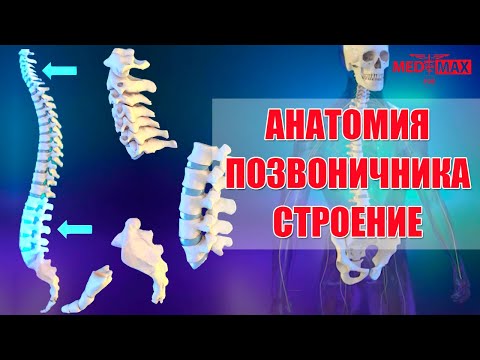 Анатомия позвоночника