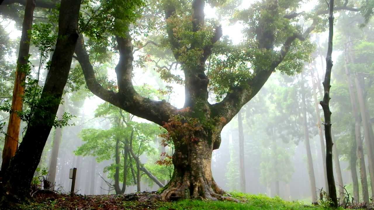精霊の樹宿る森 Hd動画風景 Youtube
