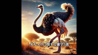 ダチョウの驚きの雑学5選!地球最速の足、脳より大きい目、世界最大の卵…#ダチョウ雑学 #面白い