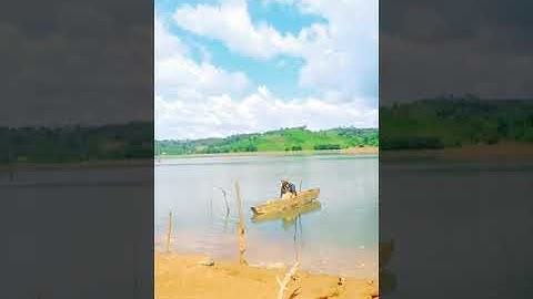 #shorts √ nhử mồi cho cá chép quấn ổ @Câu Dạo Tv