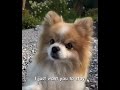 Cute puppy #puppy #pets