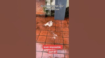 Try not to change your profile picture part 47 #shorts