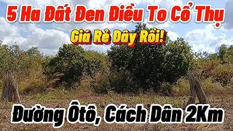 5 Ha Đất Đen Trồng Điều Cày 100% Ôtô Tận Vườn Chỉ Hơn 110 Triệu/Ha Cách Dân Cư 2Km 