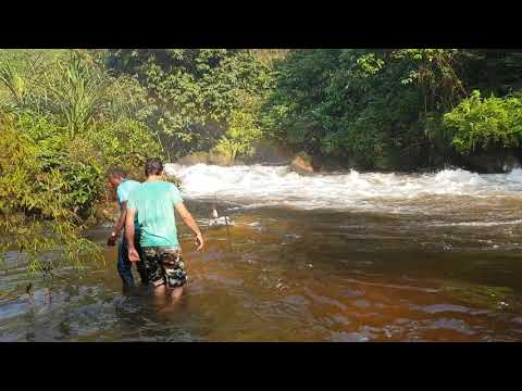 Vidéo: Jolie Anubias Gillet