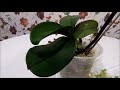 Орхидеи ''замороженные"" сажаю в мох! Полив рибавом!)))