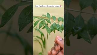 Plant Lovers Reaction Rainy Season