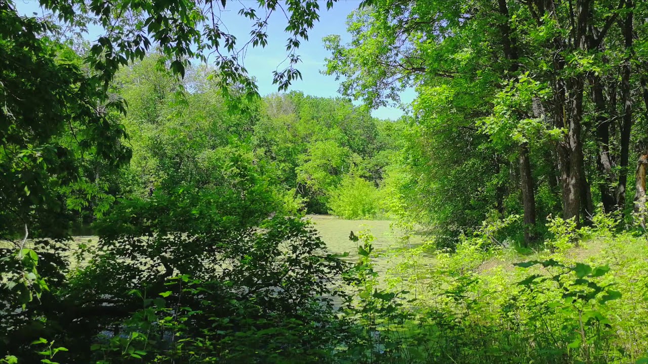 Прогулка по весеннему лесу - YouTube