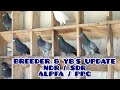 Breeders  young birds update  ndr  sdr  alpfa  ppc