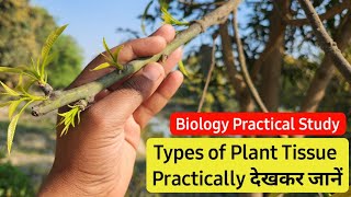 Types of plant tissue practical study | पौधों के ऊतक कितने प्रकार के होते है देखकर पढें | Practical