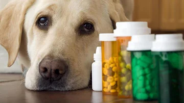 Qual a dosagem de amoxicilina para cães?