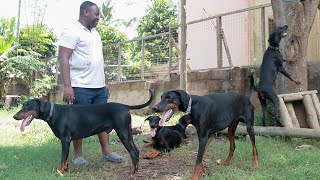 A visit to Pioneers of Africa Doberman Kennel | The Breeder with over 30 years experience  in dogs