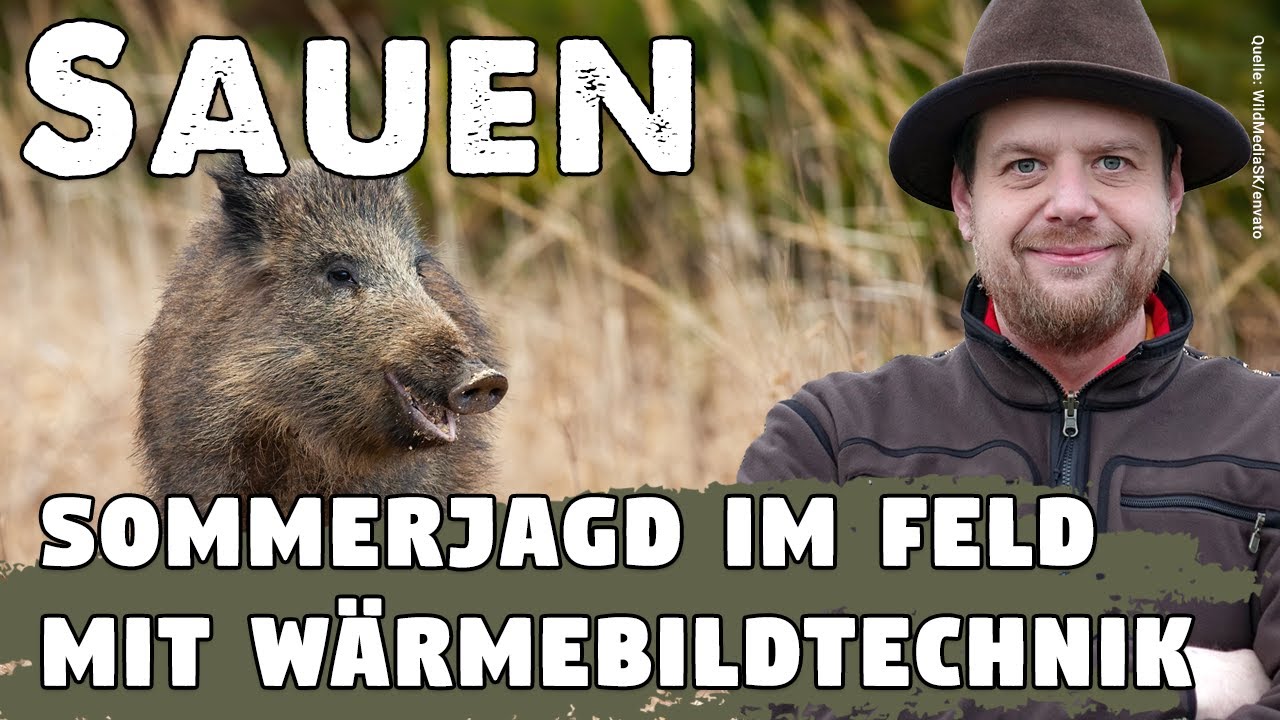 Weizenschweine: Sommerjagd auf Sauen im Feld mit Wärmebildtechnik - Welche Ausrüstung ist sinnvoll?