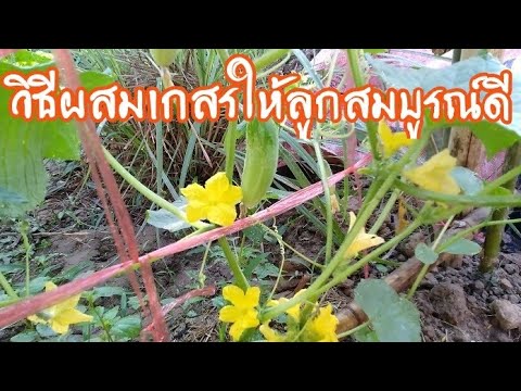 วีดีโอ: ข้อกำหนดการผสมเกสรราสเบอร์รี่ – ราสเบอร์รี่ผสมเกสรอย่างไร