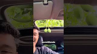 ¡He atrapado un mango desde el techo solar! 🥭😱 #mango #lucky #shorts