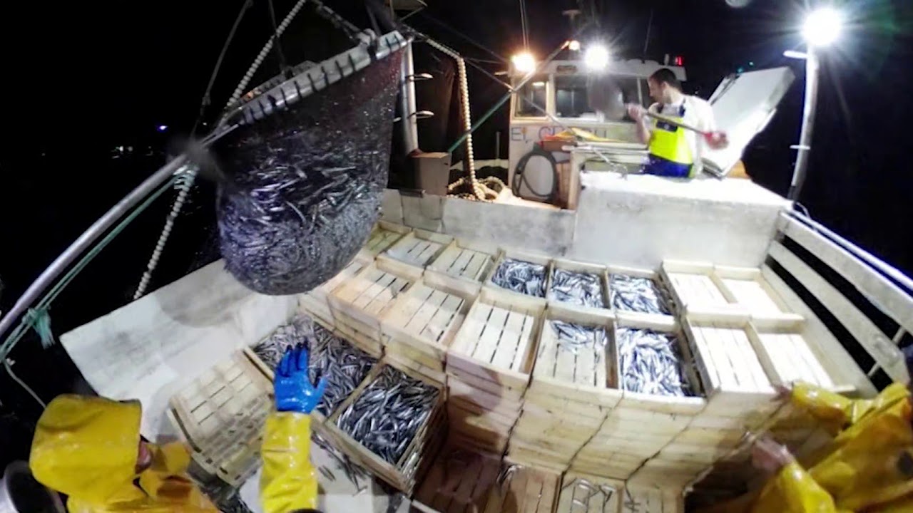 ARTS DE PESCA. PESCA D'ENCERCLAMENT O TERANYINA. L'ESCALA. AGOST 2018.