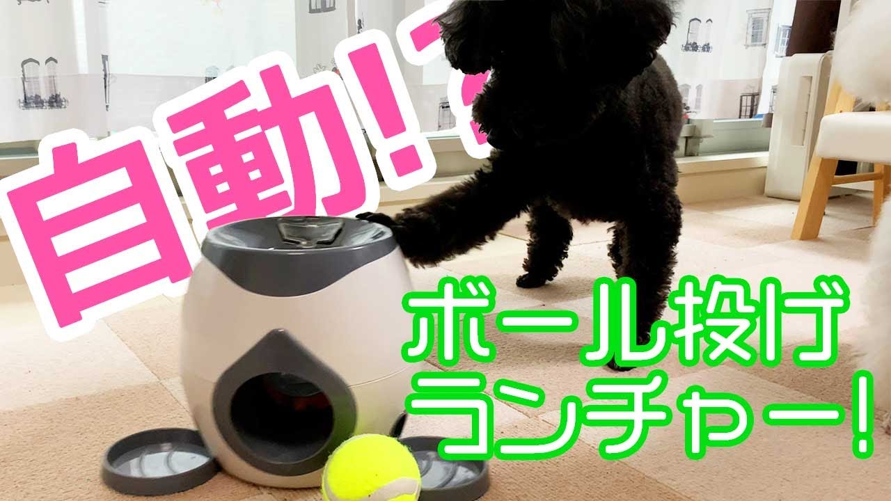 犬用おもちゃ 自動ボール投げ機買ってみたら想定外のことだらけだった レビュー トイプードル Youtube