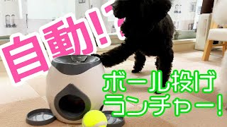 【犬用おもちゃ】自動ボール投げ機買ってみたら想定外のことだらけだった！【レビュー】【トイプードル】