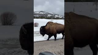 Yellowstone Lone Bison || Slow Walking 🦬