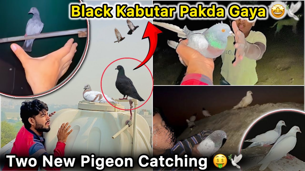 First Tym Black Kabutar Pakda 🥳 || Raat ko Pakdne Gaye 2 ( Two ) Kabutar 🤑🕊️n