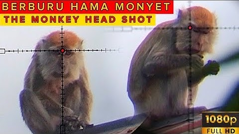 SADISS‼️tembak mati kera liar di perumahan permintaan warga yang resah // berburu kera