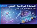 دور البروتينات في الاتصال العصبي   مسلم ايوب