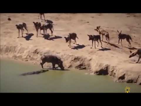 ნიანგების თავდასხმა (კრებული)