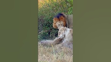 Onverwacht gedrag: leeuwinnen vangen luipaard, maar verliezen dan hun interesse