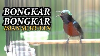 🔴pancingan konin ‼ BIKIN KONIN LAIN MUNTAH ISIAN