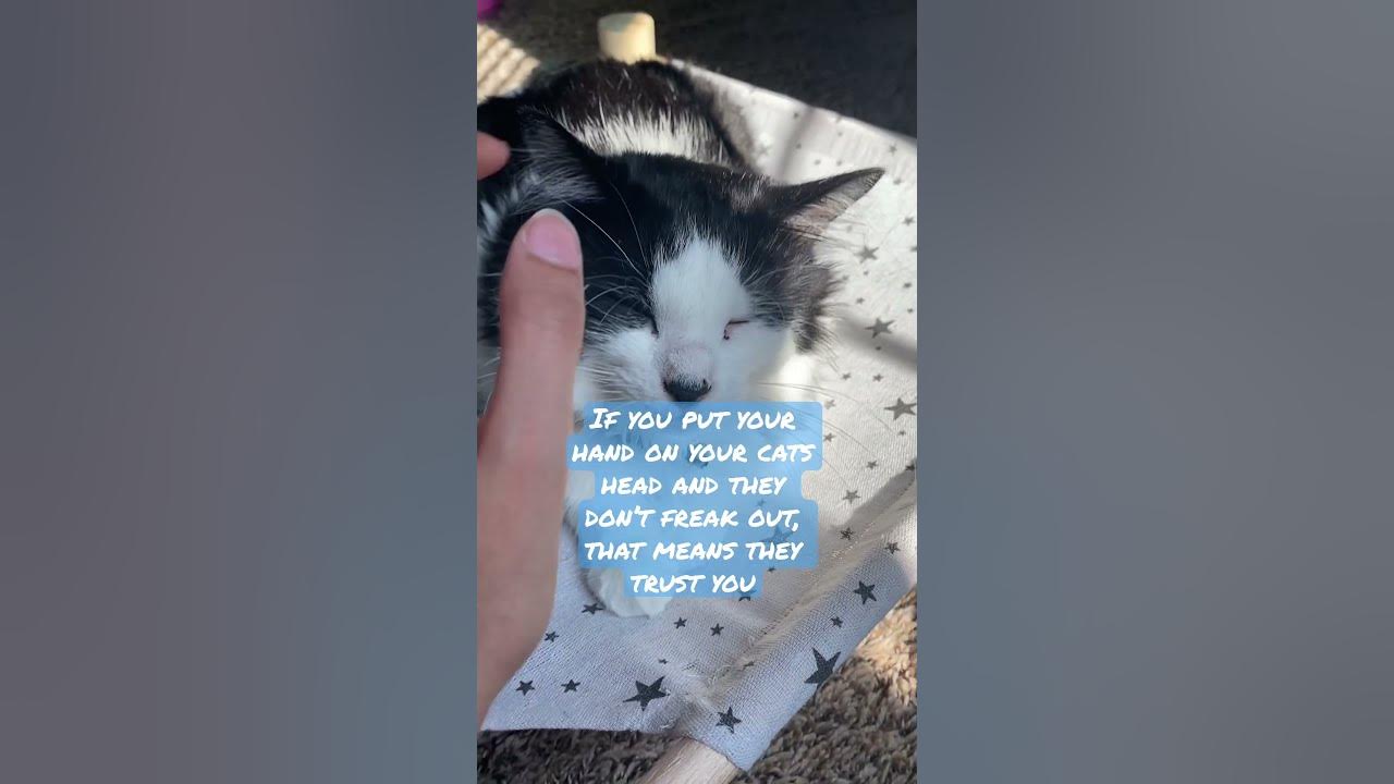How to know if your cat trusts you catsrule catlover oreo cute