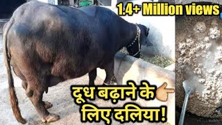 दूध बड़ाने के लिए दलिया ऐसे बनाए|balanced feed at home|पशु पालन|Dairy Farming