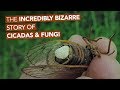 The Incredibly Bizarre Story Of Cicadas & Fungi