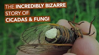 The Incredibly Bizarre Story Of Cicadas & Fungi