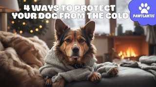 4 WAYS to PROTECT Your DOG From the COLD 🐶❄️ | Dog Tips by Vibeza - Paw 42 views 8 months ago 3 minutes, 8 seconds