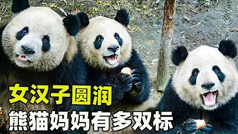 熊貓界女漢子圓潤，熊貓媽媽有多雙標【船長動物園】 - 天天要聞