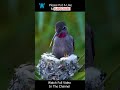 Anna&#39;s Hummingbird Nesting &amp; Feeding Part 2 #shorts #hummingbird