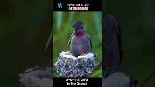 Anna&#39;s Hummingbird Nesting &amp; Feeding Part 2 #shorts #hummingbird