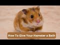 How To Give Your Hamster a Bath Latest Updated Video