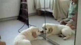 Puppy attacks mirror