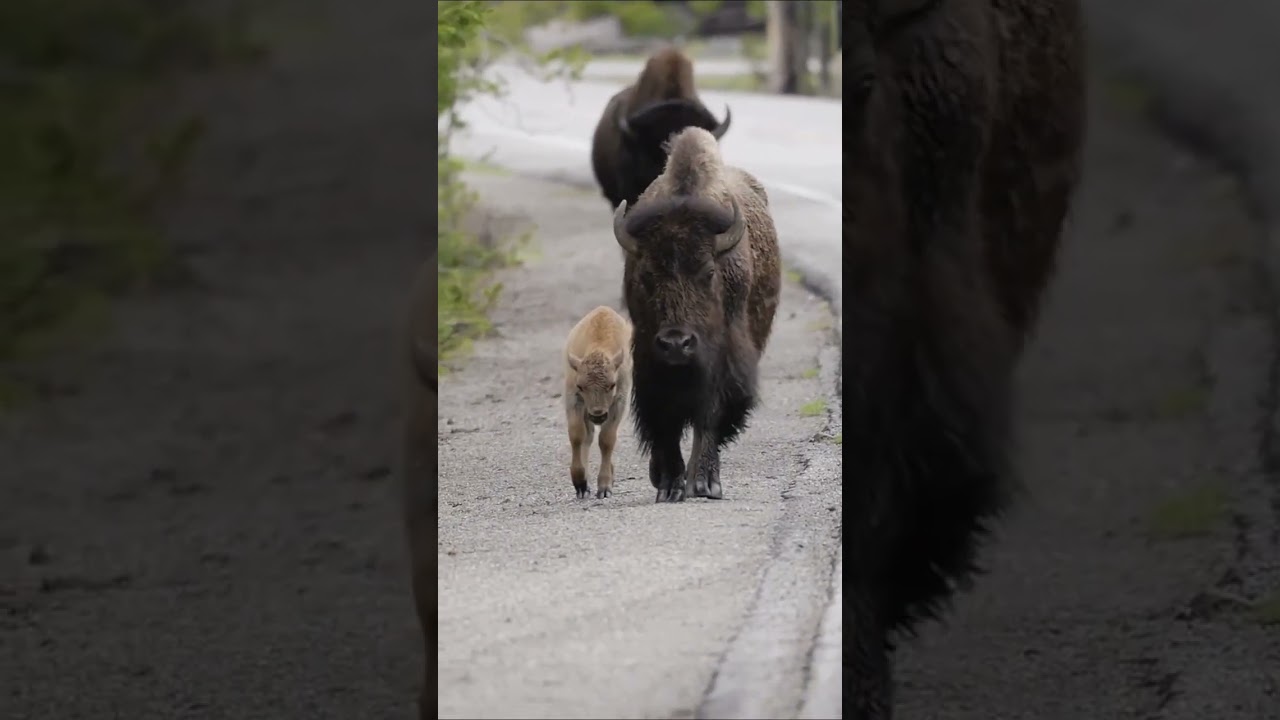 bison with her calf 
