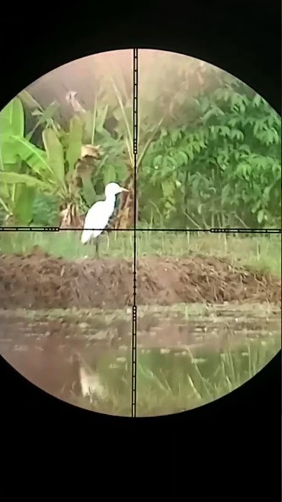 kuntul sawah #viral #viralvideo #burungindonesia #burungsawah #birds #fypシ #shortvideo