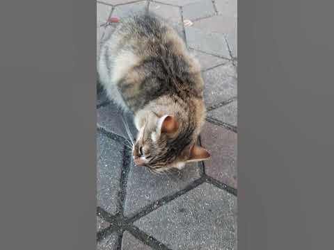 КИСЯ 🐱 - YouTube
